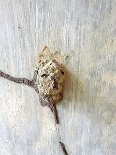 我想這個並不是泥巴