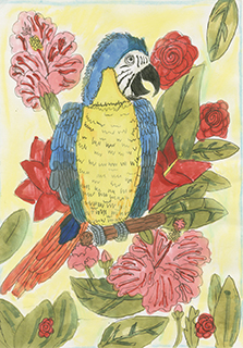 金剛鸚鵡 菜農子弟學校 五年級 黃紹銘