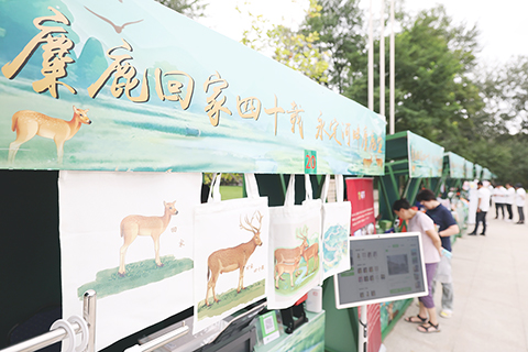 ◎ 八月廿四日,北京麋鹿苑舉行系列活動慶祝麋鹿回家四十周年。
