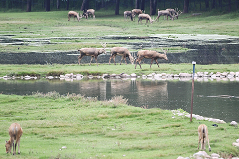 ◎ 八月廿四日在北京麋鹿苑拍攝的麋鹿。