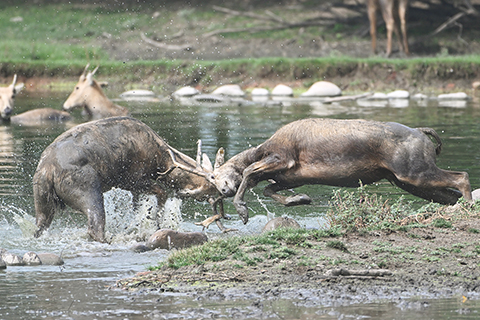 ◎ 八月十八日在北京麋鹿苑拍攝的麋鹿。