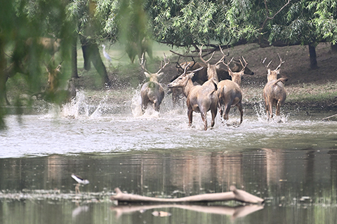 ◎ 八月十八日在北京麋鹿苑拍攝的麋鹿。