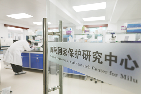 ◎ 八月十八日在北京麋鹿苑拍攝的麋鹿國家保護研究中心。