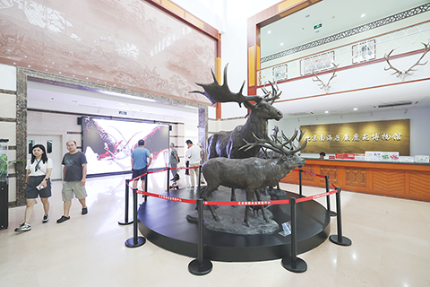 ◎ 八月廿四日,遊客在北京南海子麋鹿苑博物館參觀了解麋鹿相關知識。