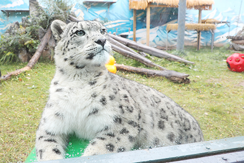 10月23日,在西寧野生動物園拍攝的明星雪豹「淩小芒」。(馬銘言 攝)