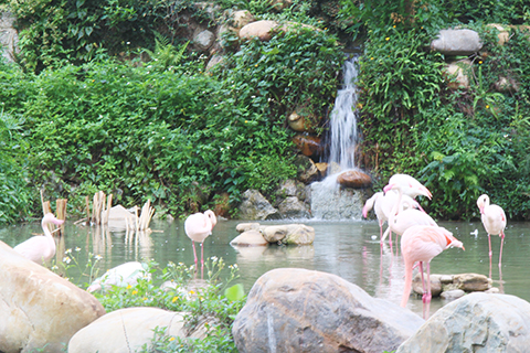 公園湖面的小瀑布與火烈鳥。