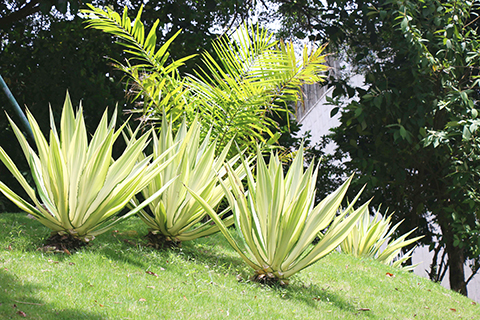 巨麻,多年生肉質草本植物。