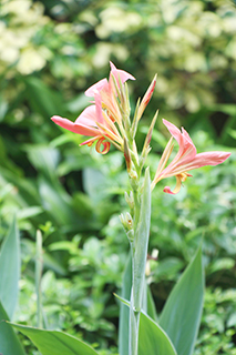 美人蕉:具有止血、調經、利尿、利膽功效,可用於治療急性黃疸性肝炎、洛血、血崩等症狀。