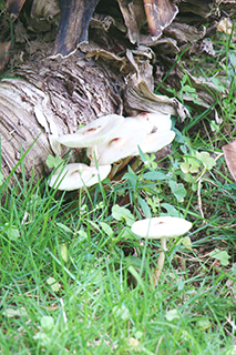 毒蘑菇,又名白毒傘。