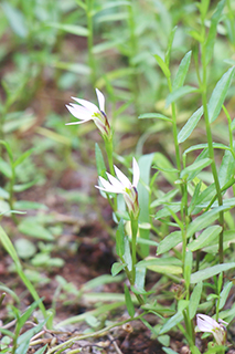 半邊蓮,有利水消腫作用。