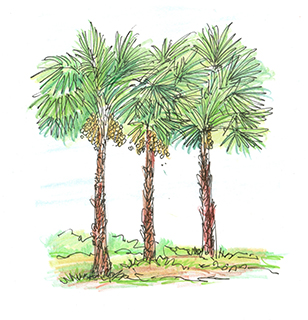 曹長雄老師 謎語圖