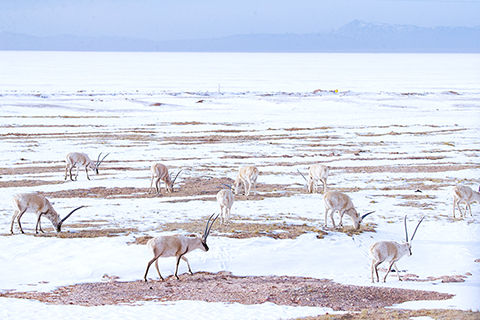 2023年3月25日,成群的藏羚羊在位於青海省玉樹藏族自治州的可可西里覓食。 (馬銘言 攝)