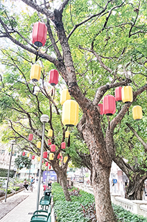 華士古花園靠士多鳥拜斯大馬路一側樹上的燈籠。