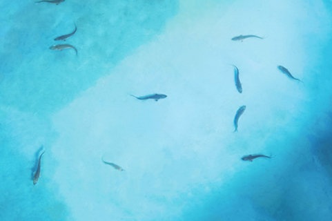 2月,首批「長江出生」的中華鱘人工種群幼魚體長已達10厘米左右。(張德志 攝)