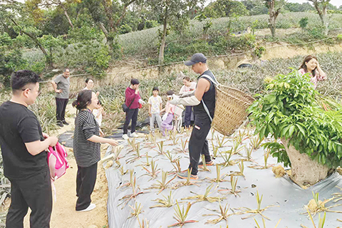 ◎ 參觀種植鳳梨。