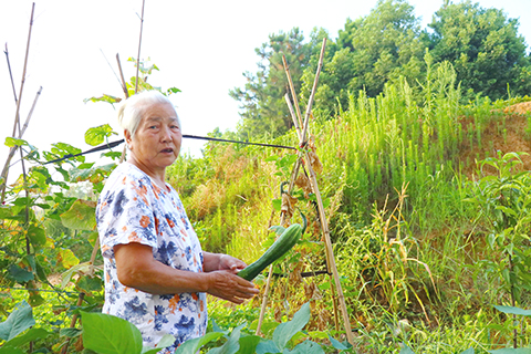 母親採摘蔬果