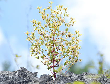 ◎ 生長在中國青藏高原-橫斷山脈自然高山棲息地中的燈架虎耳草。(張信堅 供圖)