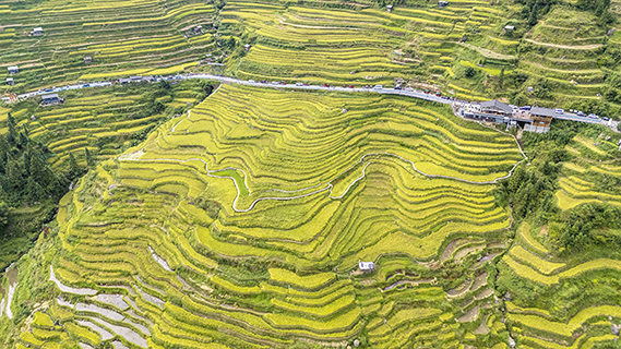 貴州省從江縣加榜梯田的美麗景色。(吳勝華 攝)